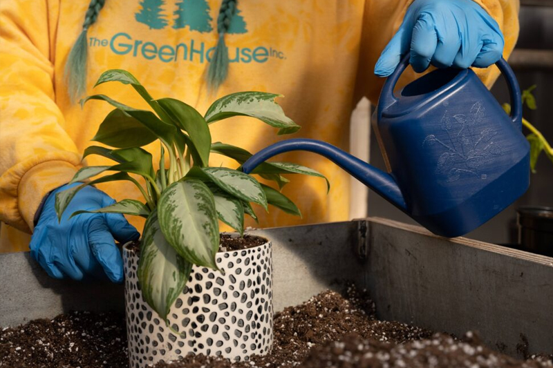 نکات نگهداری گیاهان