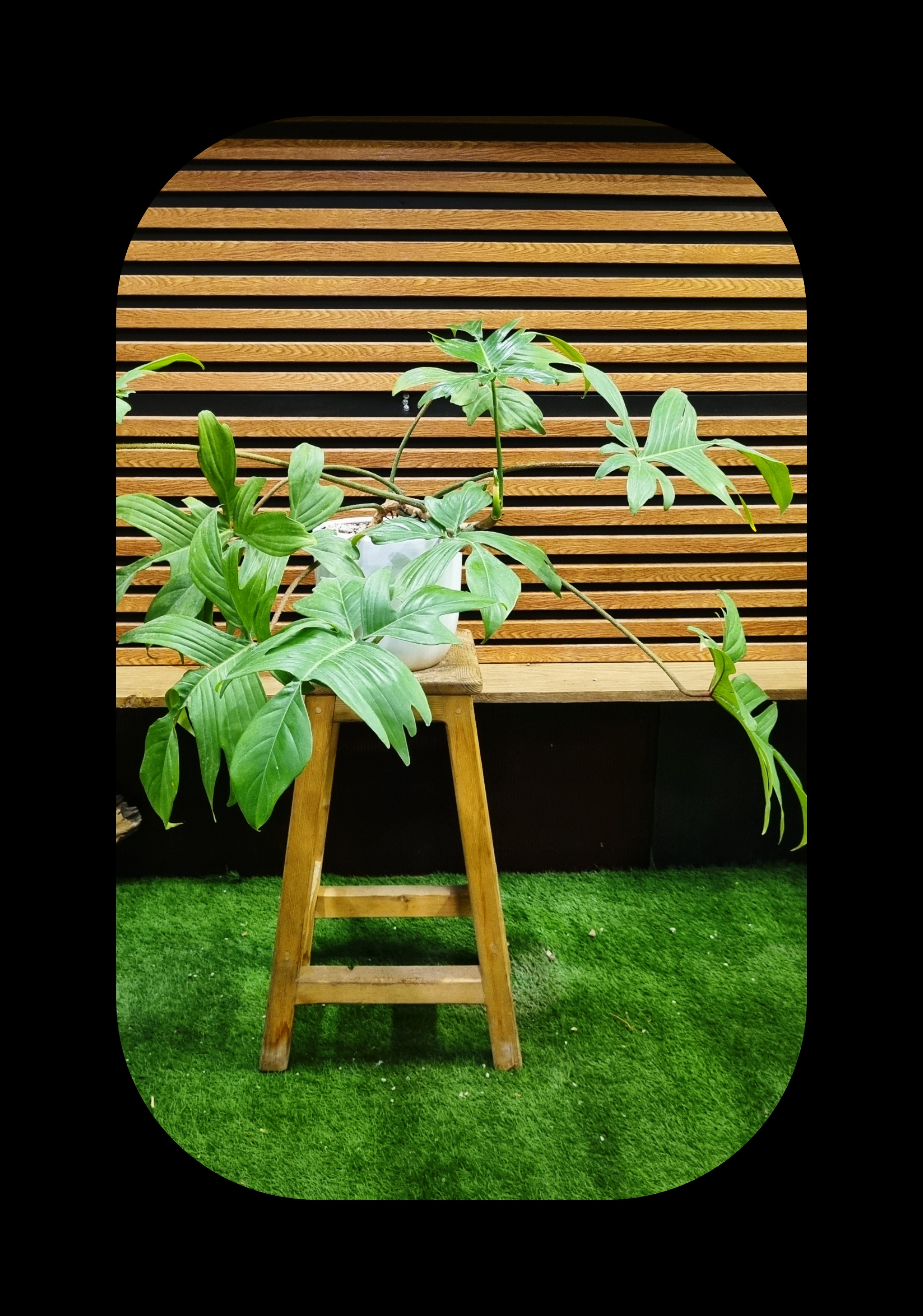 گلدان آلوئه ورا