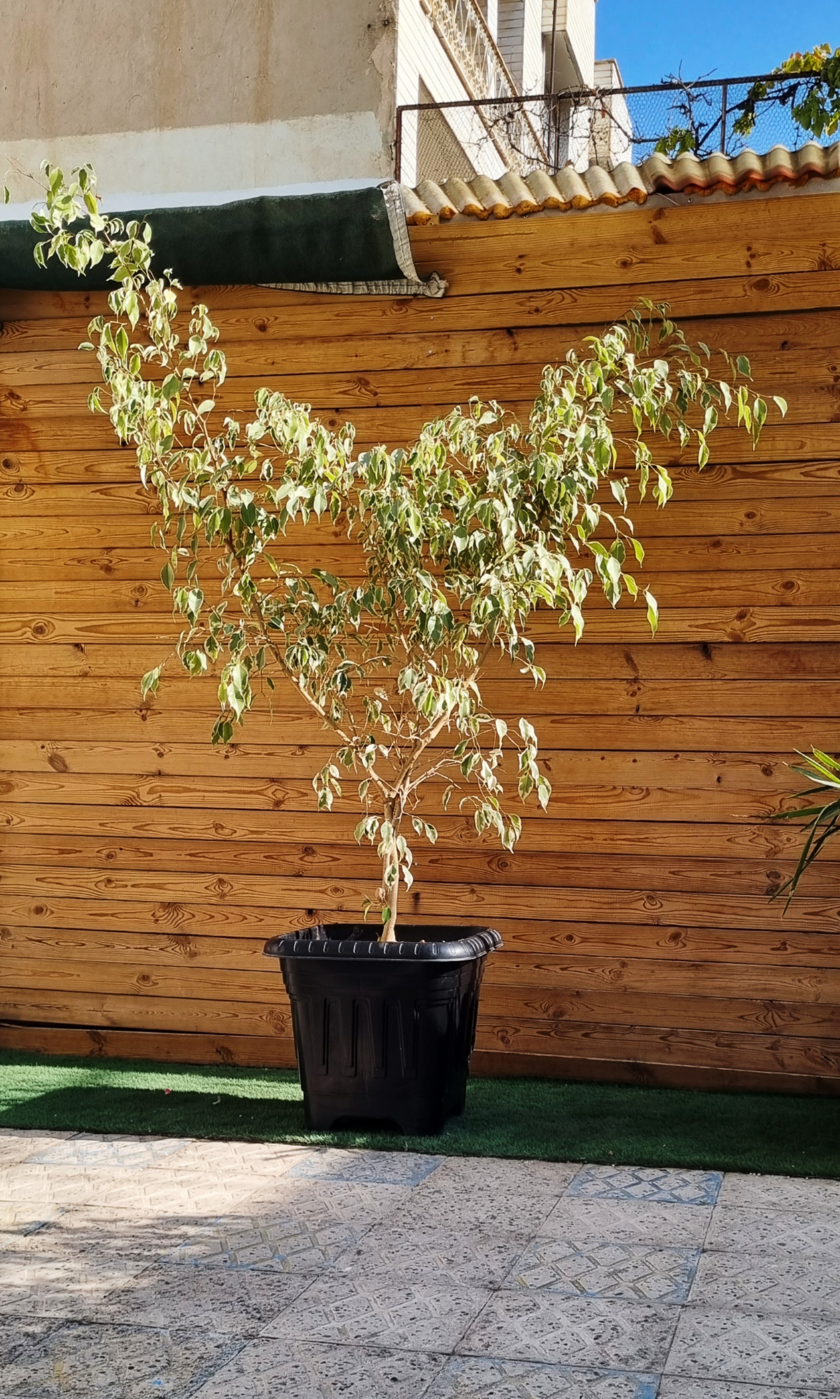 برگ‌های درشت بنجامین