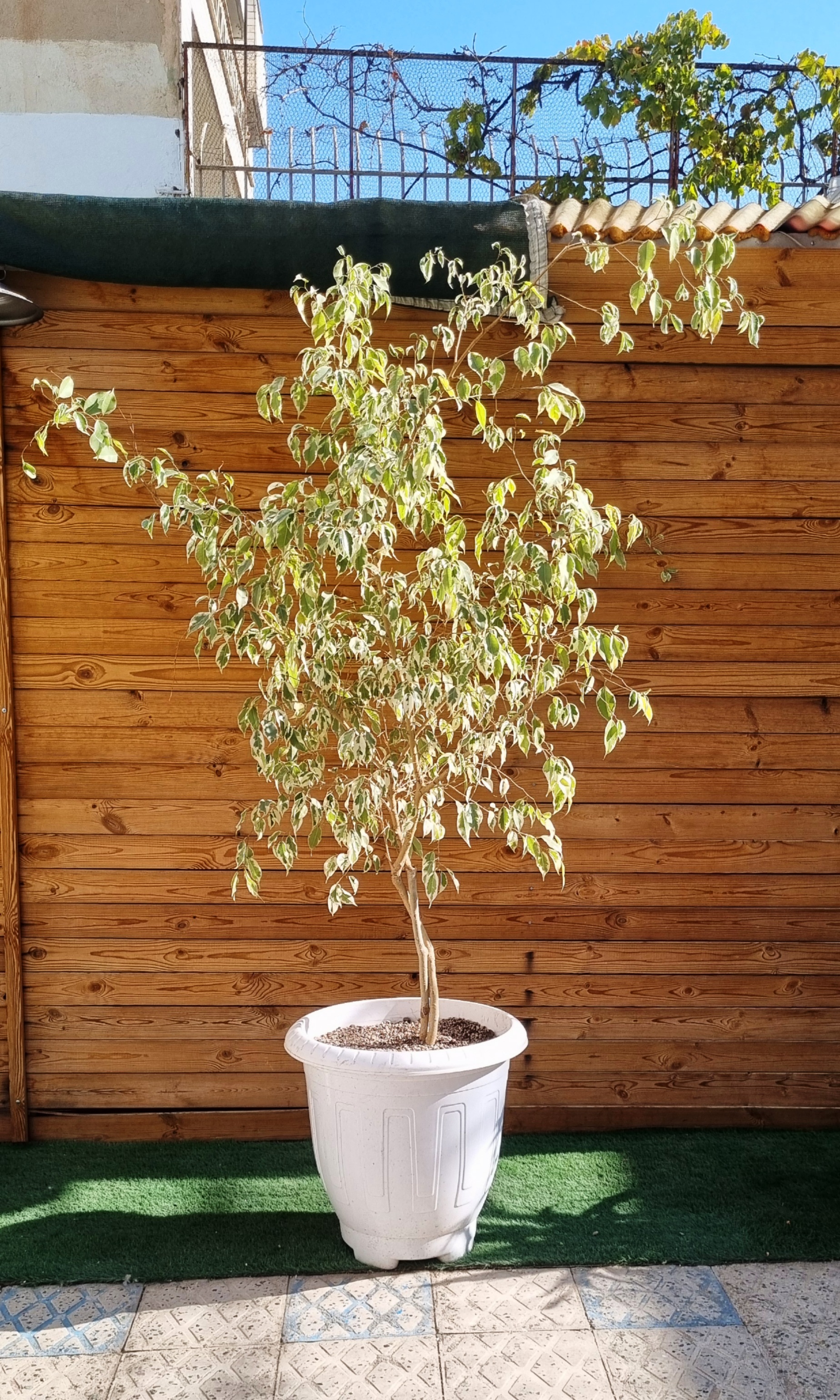 بنجامین در گلدان سفید