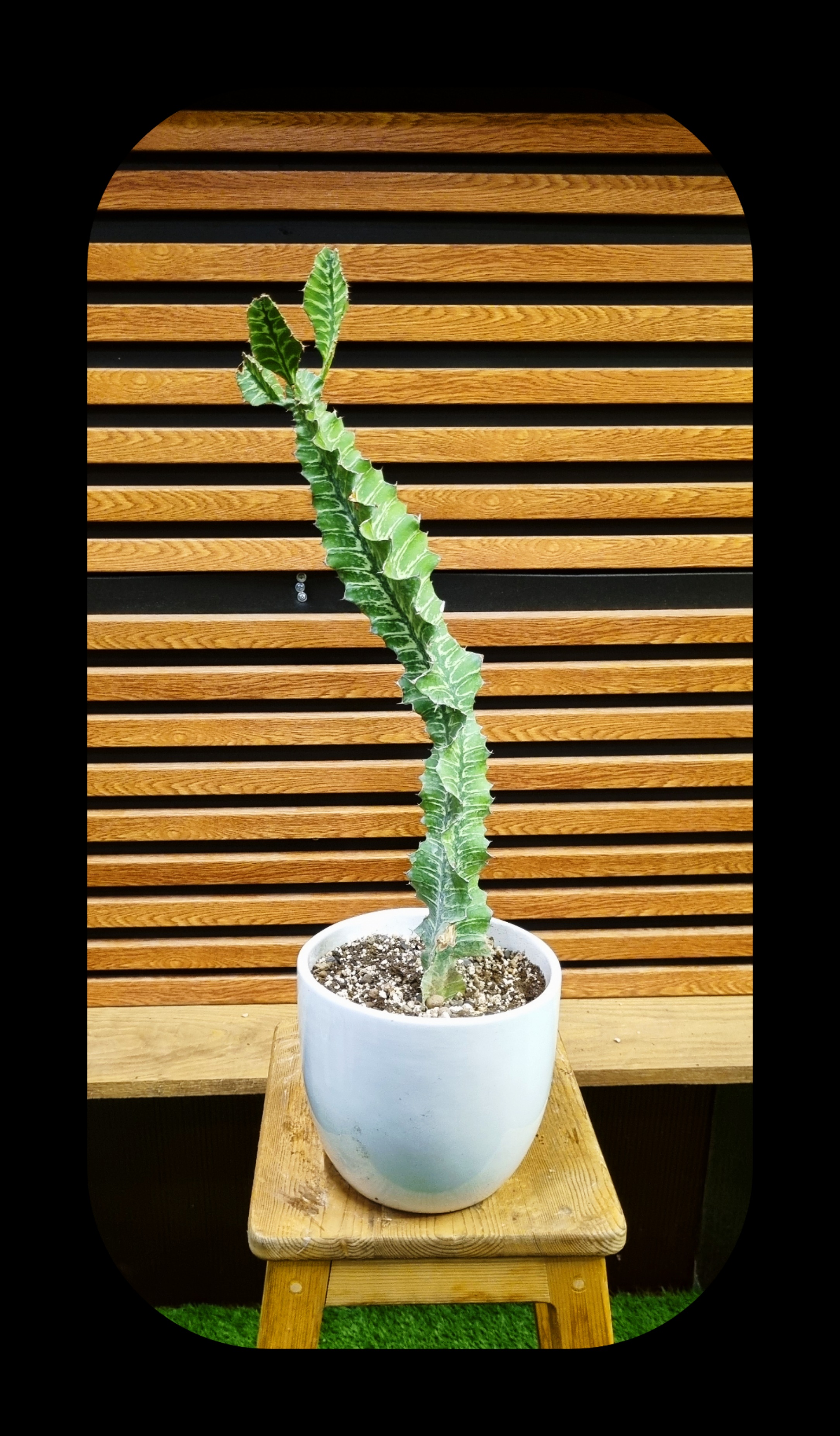 کاکتوس ساگوارو