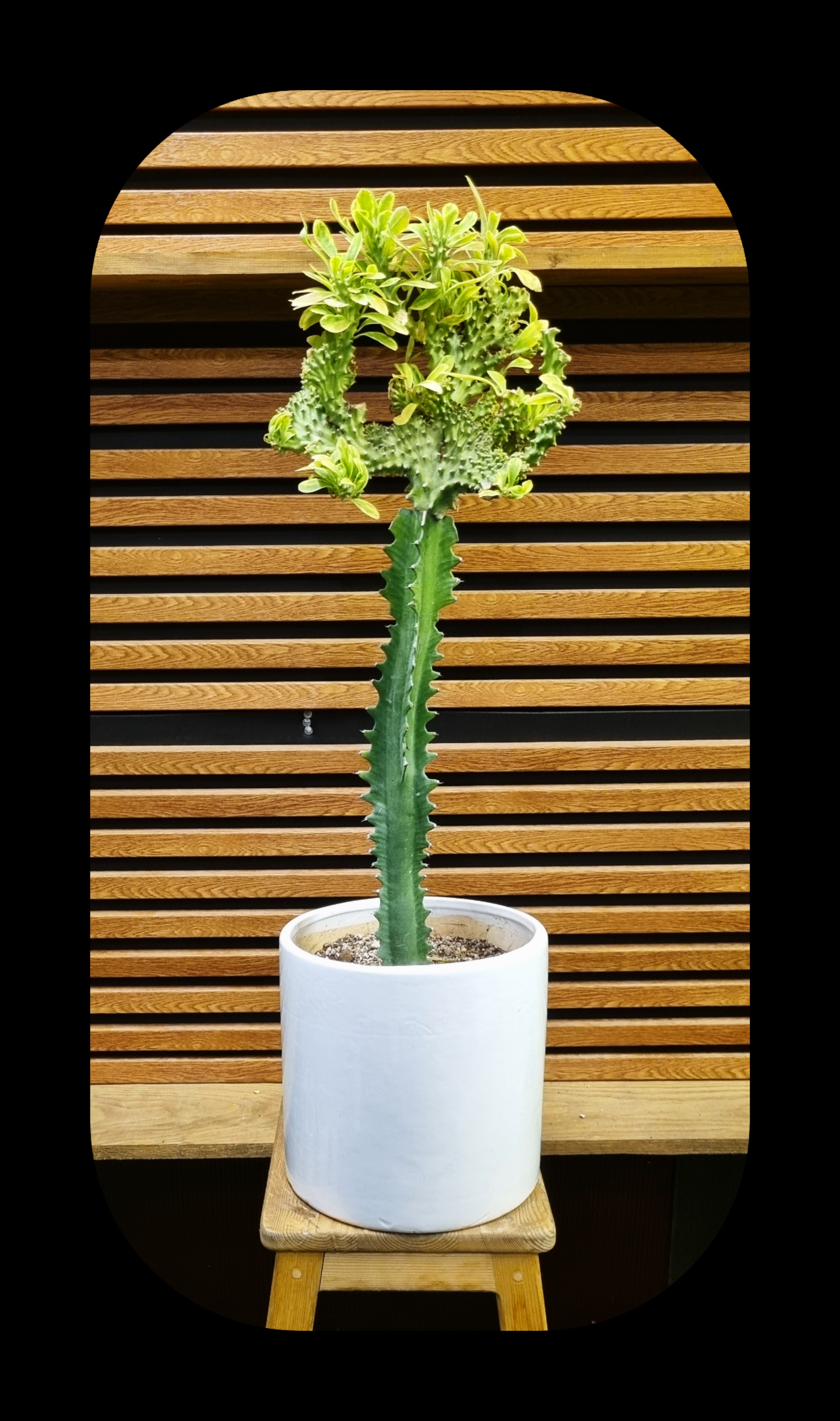 کاکتوس مینیاتوری