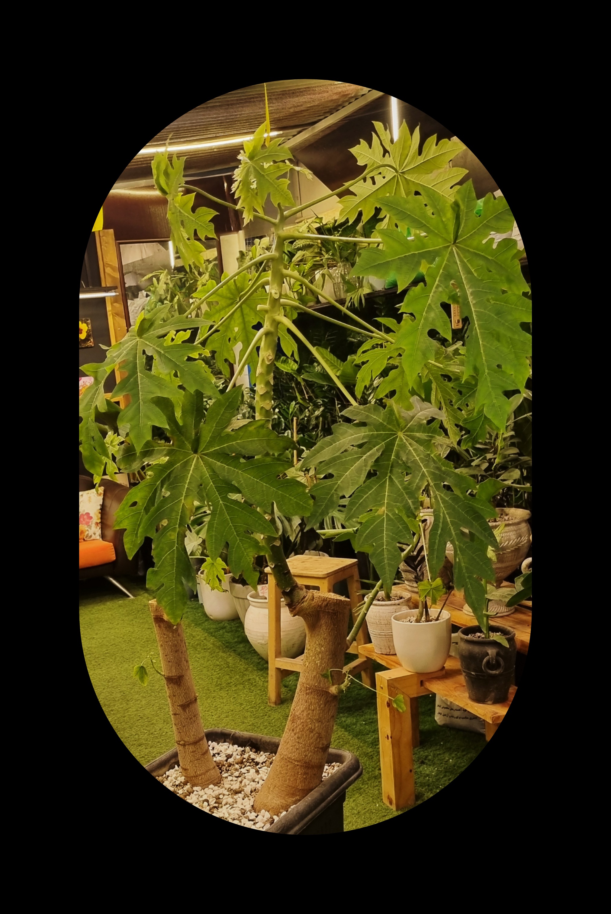 برگ‌های بزرگ پاپایا