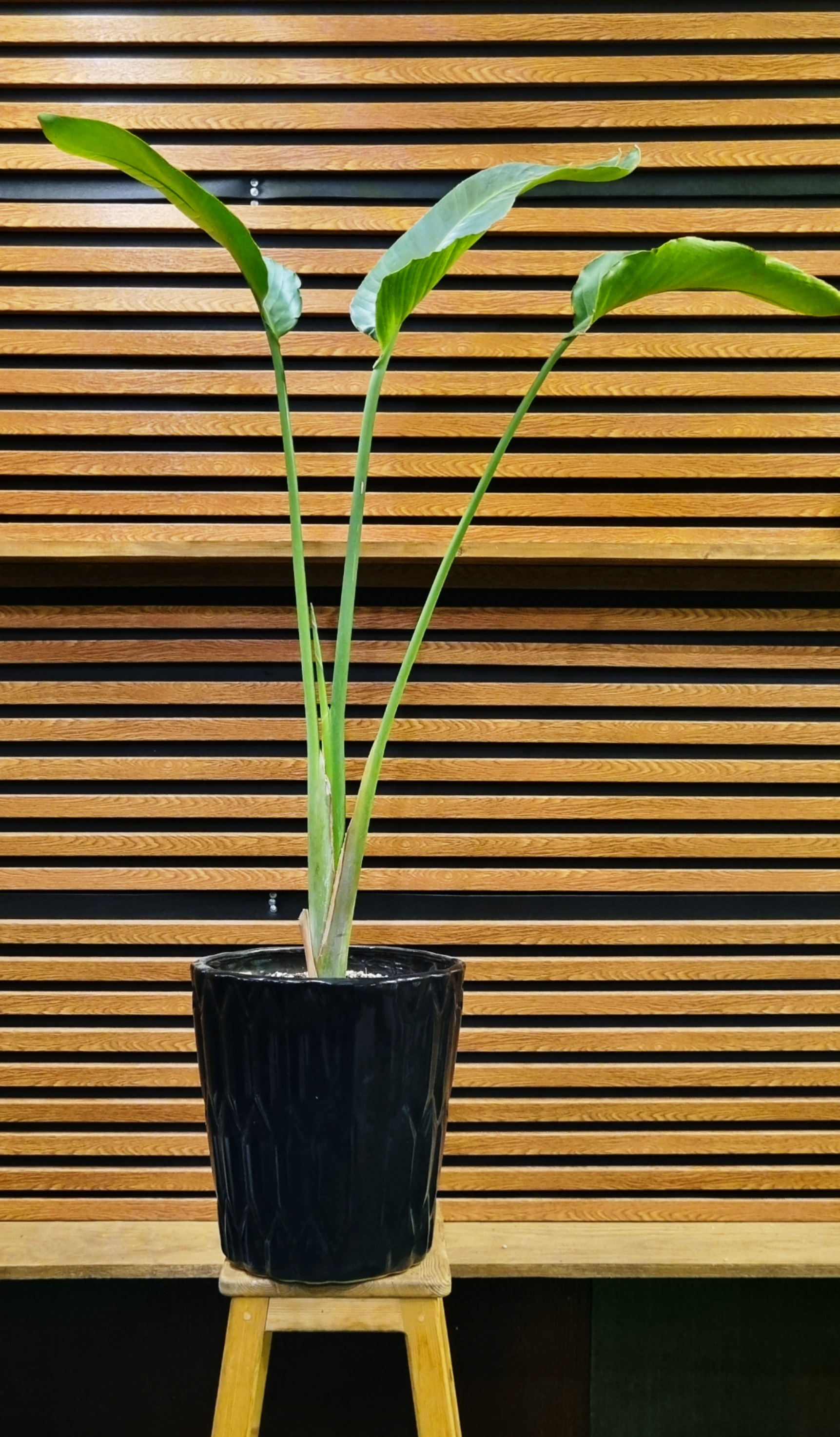 پرنده بهشتی