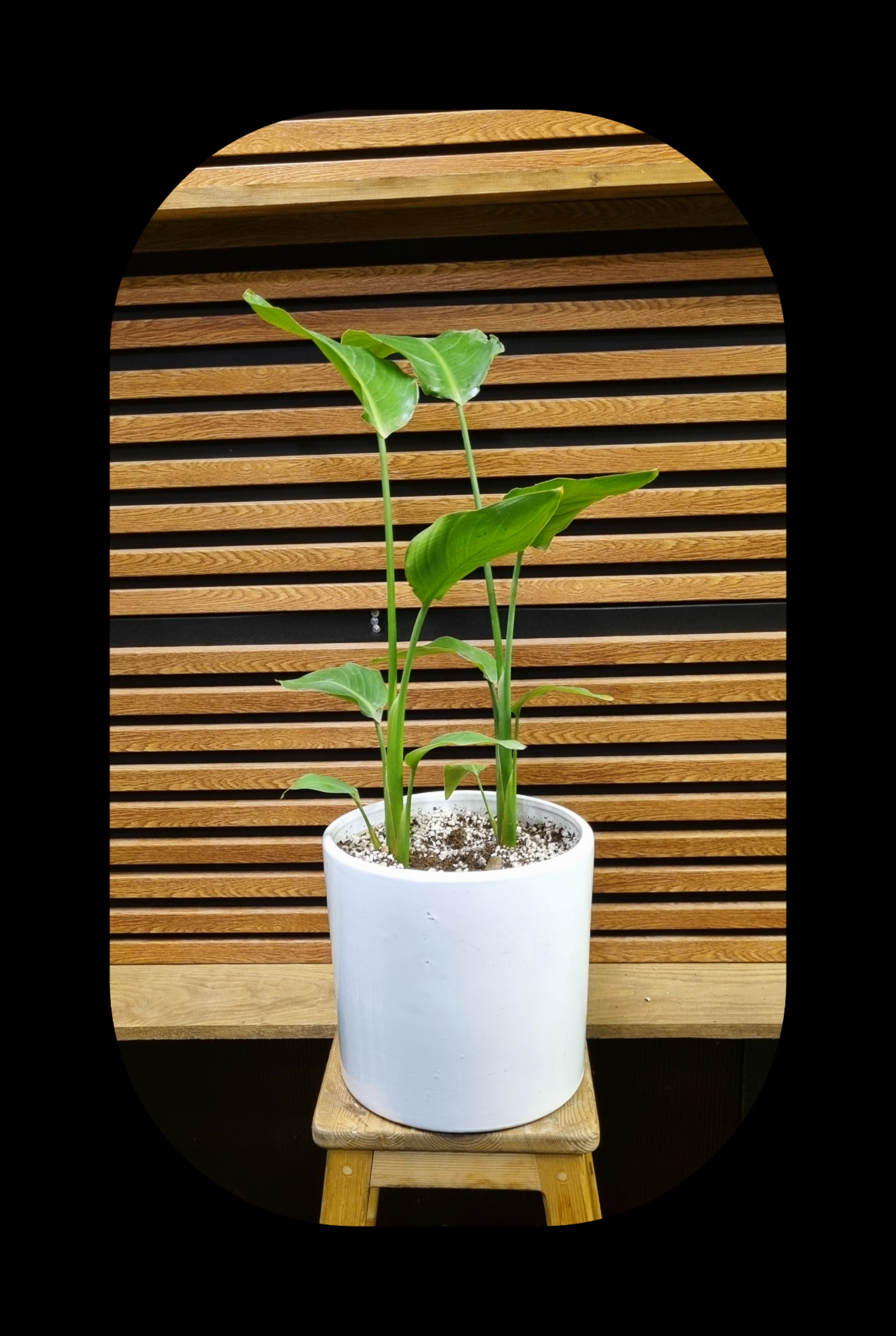 پرنده بهشتی (استرلیتزیا)