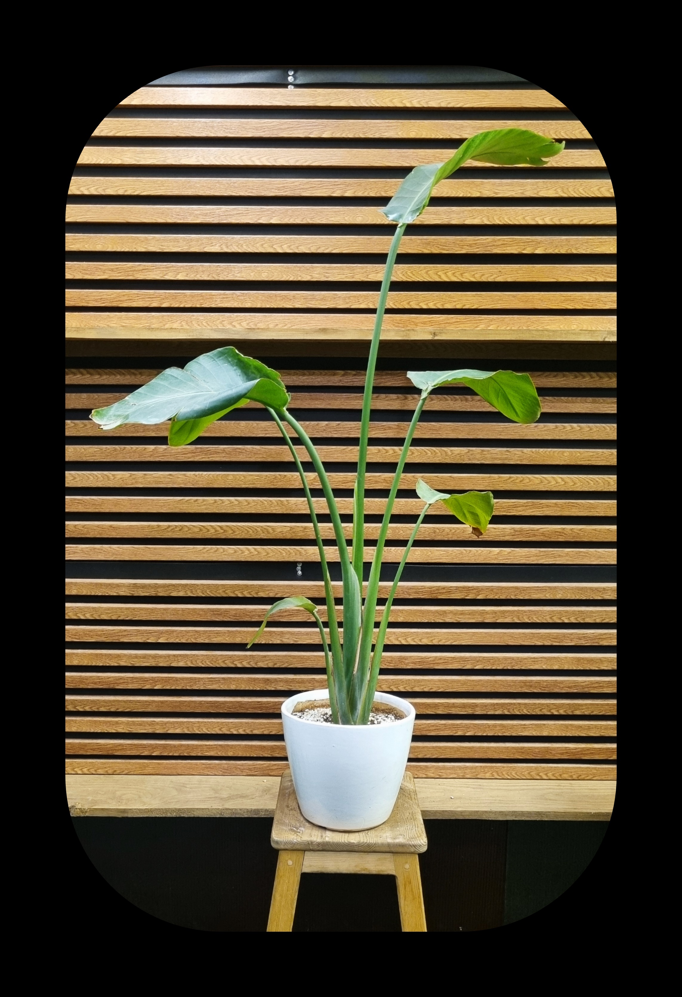 پرنده بهشتی در دکوراسیون مدرن