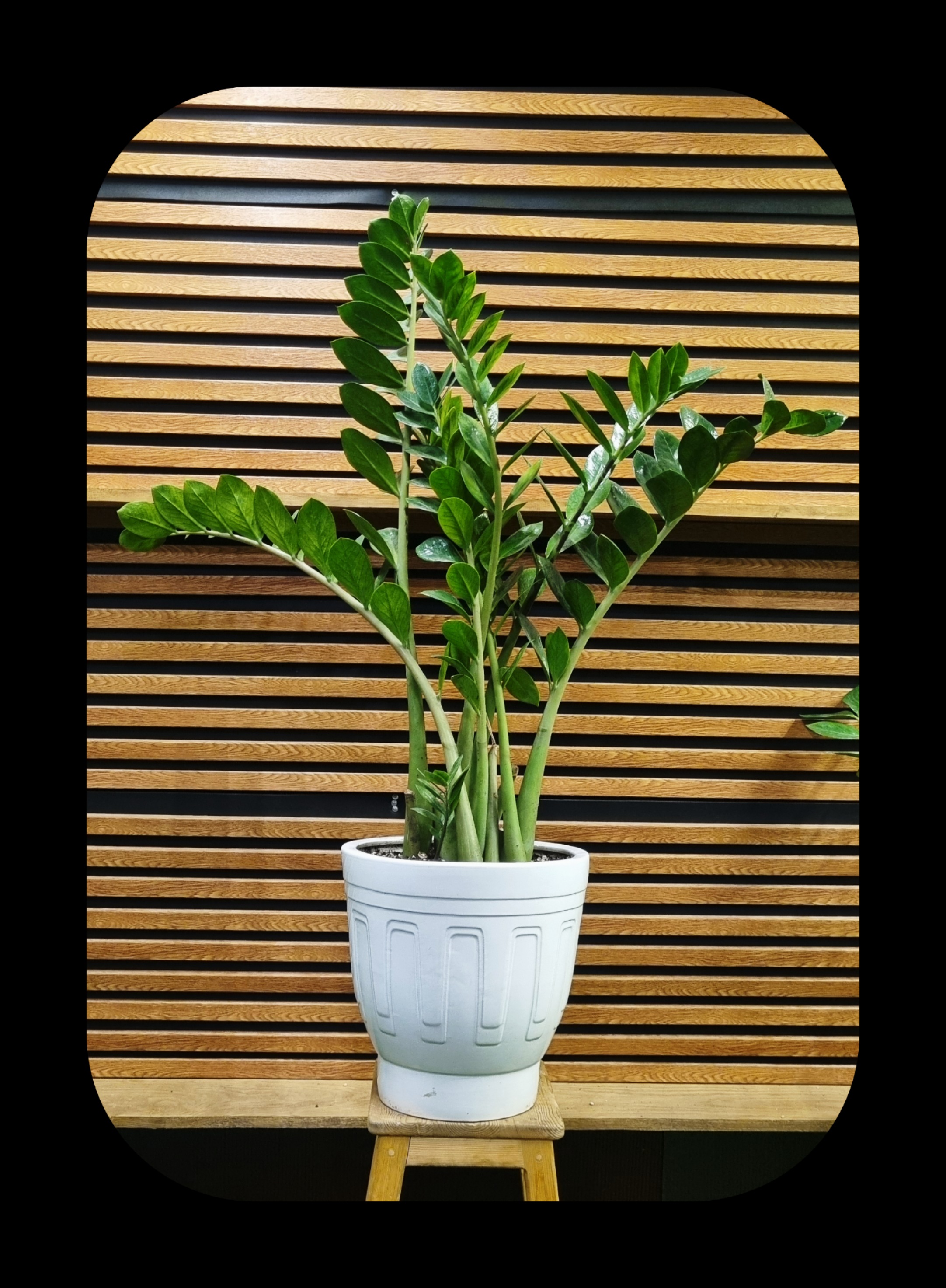 زامیفولیا در گلدان سفید