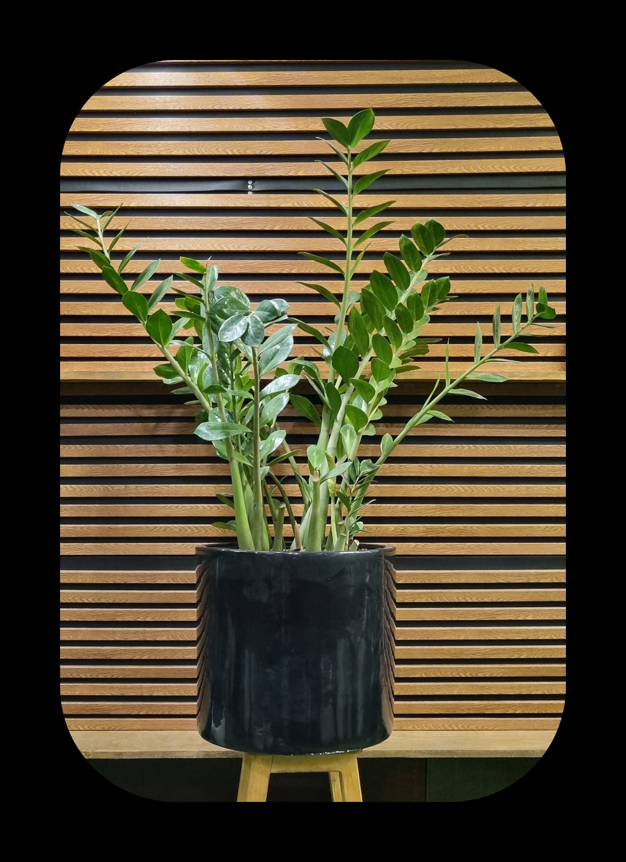 زامیفولیا در دکوراسیون مدرن